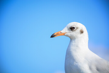 close up of a seagull