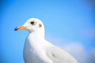 close up of a seagull