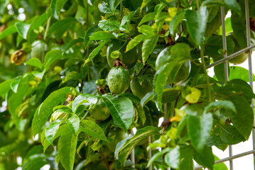 A fruiting passion fruit tree and fruit close-up