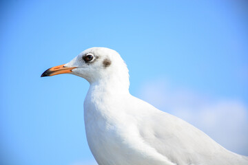 seagull on blue sky