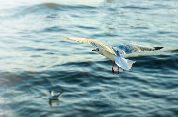 seagull in flight