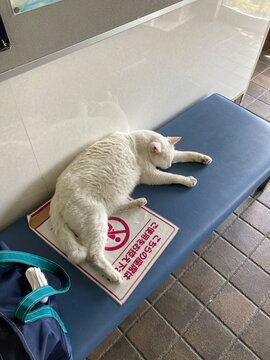 猫島の相島、フェリー乗り場の猫