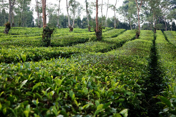 Fototapeta na wymiar expansive view of the tea garden