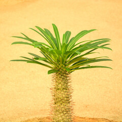 palm tree in the desert