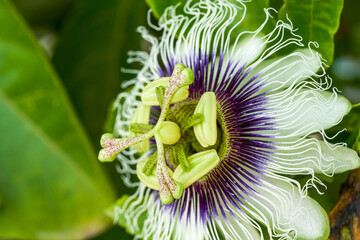 Close-up of a blooming beautiful passion fruit flower