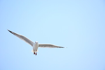 seagull in flight