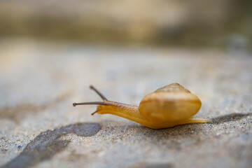 Close-up of a red flower with green leaves and a small snail on a stone