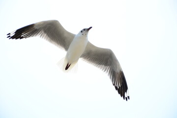 seagull in flight