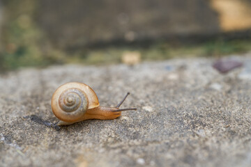 Close-up of a red flower with green leaves and a small snail on a stone