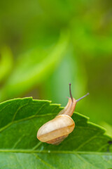 Close-up of a red flower with green leaves and a small snail on a stone