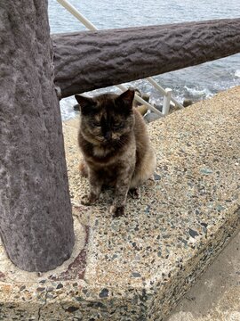 猫島の相島