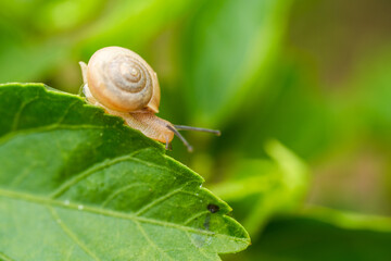 Close-up of a red flower with green leaves and a small snail on a stone