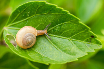 Close-up of a red flower with green leaves and a small snail on a stone