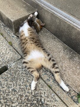 猫島の相島
