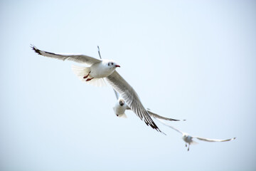 seagull in flight