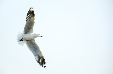 seagull in flight