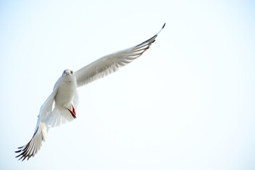 seagull in flight