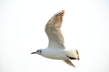 seagull in flight