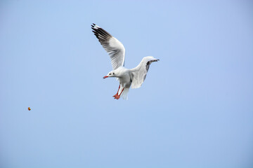 Fototapeta premium seagull in flight
