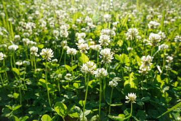 White clover flowers meadow lit by sun in summer day