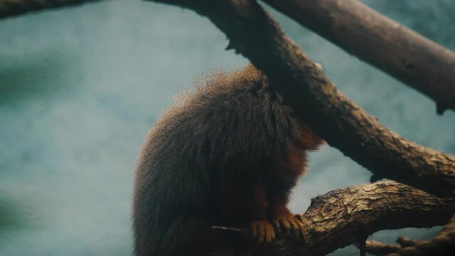 Furry White-tailed Titi Monkey Perching On Tree Branches Of Tropical Forest In South America. Close Up