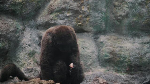 White-tailed Titi (Plecturocebus Discolor) Eating Fruit At The Wild In South America. Close Up