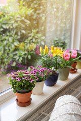 Many beautiful blooming potted plants on windowsill indoors
