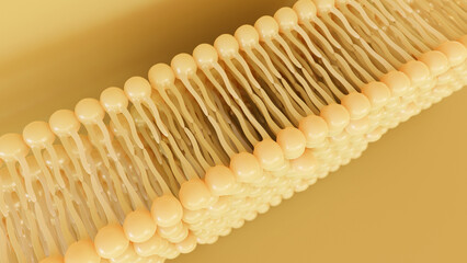 3D rendering lipid bi-layer cell anatomy - 3D Rendering