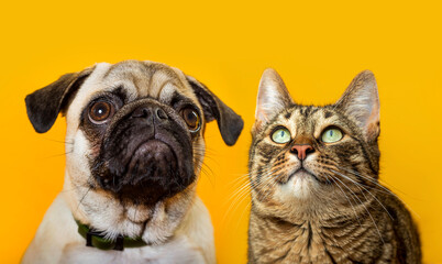 cute cat and dog on yellow background