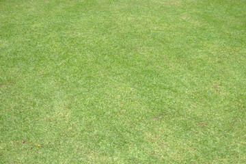 Fototapeta na wymiar Green grass background green lawn pattern textured background.