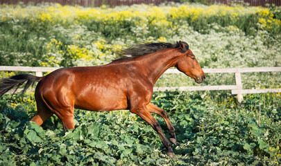 running bay horse at blossom meadow. sunny evening