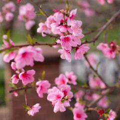 Pink peach flowers blooming on peach tree, selective focus. Peach blossom in spring in sky background.