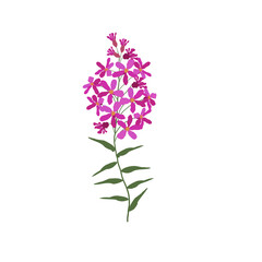 Fototapeta na wymiar A Single Wild Flower on a White Background. A Herbaceous Flowering Plant.