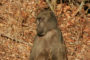 Chacma baboon in the morning sun, Kruger National Park, South Africa
