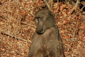 Chacma baboon in the morning sun, Kruger National Park, South Africa