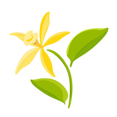 Fototapeta premium The flower of vanilla. Vector colorful illustration for packaging in the field of cosmetology, food