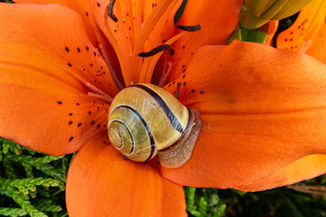 A snail crawling on a flower