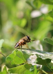 bee on a yellow flower