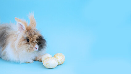 a rabbit lies on a blue background golden easter eggs symbol of the new year veterinary clinic animal food space for text