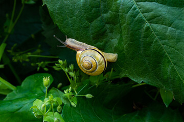 A snail crawling on a leaf