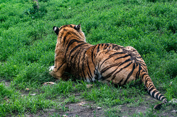 Powerful and ferocious Siberian tiger