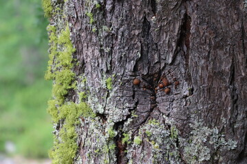 close-up of moss on the bark of a tree
