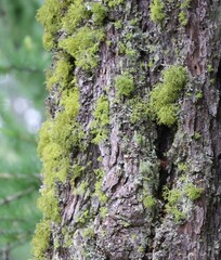 moss on the bark of a tree