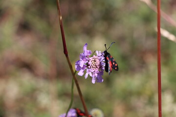 red bug on a pink flower