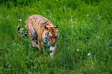 Fototapeta na wymiar Powerful and ferocious Siberian tiger