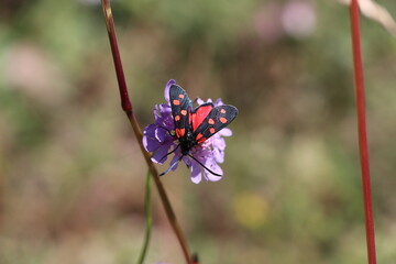 red bug on a pink flower