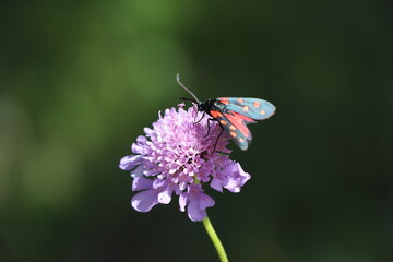 red bug on a pink flower