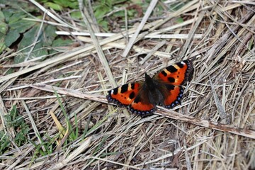 butterfly on the grass