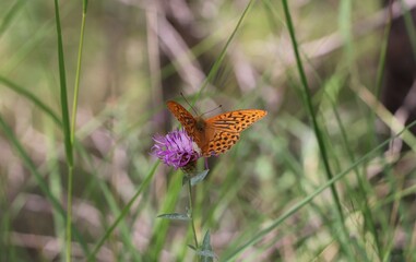 orange butterfly on flower