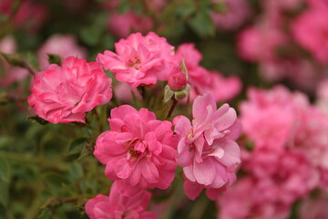 Fototapeta premium Rosal